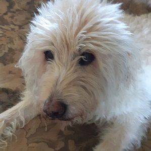 Meet your Posher, Angela